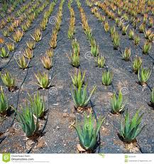 Aloe-Vera-Felder In Lanzarote Orzola Bei Canaries Lizenzfreies ...