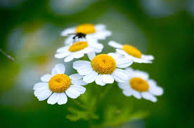 Image result for feverfew