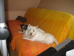 Hobby - West Highland White Terrier - Peggy Rewitz - Der Westie ...