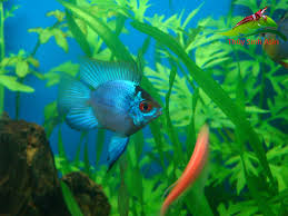 Chép nhật giá sỉ ̉̉150k/kg, ba đuôi 1.700đ/con ,phượng hoàng lam 6.000đ/con - 9