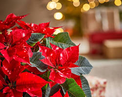 Image of poinsettia plant