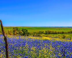 Image of Texas Panhandle Bluebonnets