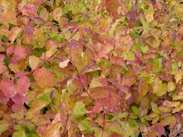 Résultat de recherche d'images pour "cornus sanguinea"