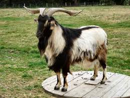 Image result for GOAT