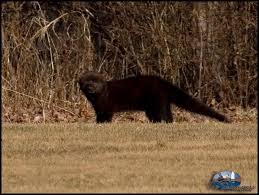 Image result for fisher cat