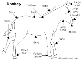 Image result for donkeys