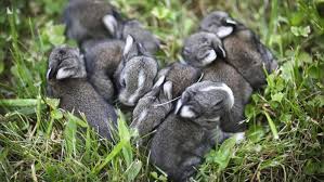 Image result for RABBIT