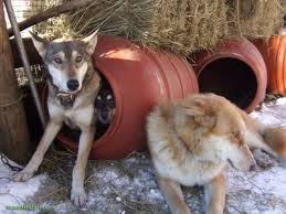 Image result for site:sugarmtnfarm.com trough OR barrel OR feeder OR tank OR waterer OR whey