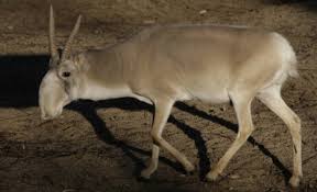 Résultat de recherche d'images pour "saiga antelope"