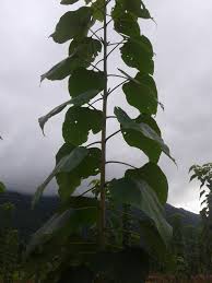 Image result for sagwan image green tree image