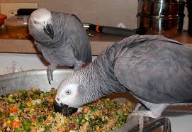 Image result for african grey parrot for sale
