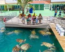 Image of Cayman Turtle Centre