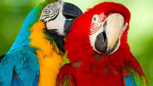 Image result for macaw parrot hd