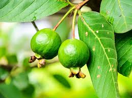 Image result for images of guava tree with flowers
