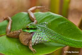 Image result for frogs, spiders, and snakes in the grass, dinner time
