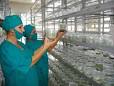 Nuevos clones agrícolas de hortalizas viandas y frutales se logran en la provincia cubana de Cienfuegos.