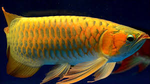 Image result for arowana fish