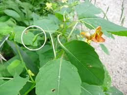 Image result for jewelweed