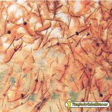 Image result for Artemia Franciscana