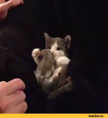 Résultat de recherche d'images pour "cat toothbrush gif"