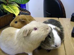 Image result for guinea pig