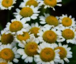 Image result for feverfew