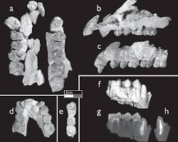 Mammal fossils from Çorakyerler resmi