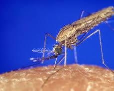 Image of אנופלס (Anopheles) mosquito