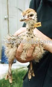 Image result for african grey parrot for sale