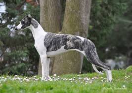 Aπό πού προέρχεται ο σκύλος Whippet;