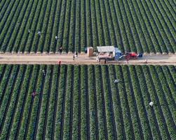 Aerial view of agricultural fields in California's Central Valley where paraquat was commonly used.