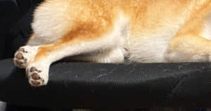 News source: ねとらぼ