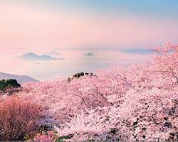 紫雲出山山頂園地櫻花的圖片