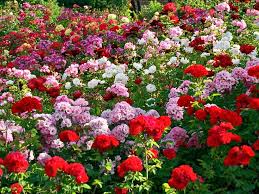 Image result for images of rose garden in chandigarh