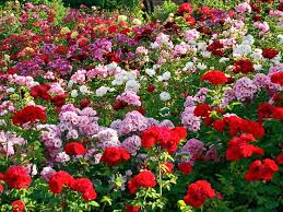 Image result for images of rose garden chandigarh