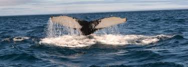 Hello Humpback: AI-Powered Whale Tracking in Newfoundland and Labrador