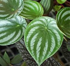 نتيجة بحث الصور عن ‪peperomia species‬‏