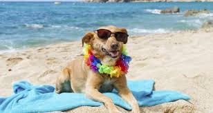 Afbeeldingsresultaat voor puppy met vakantie