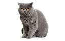 British Shorthair Cat Breed Information, Pictures, Characteristics