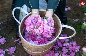 گل محمدی
