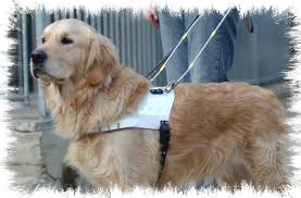 Afbeelding van een blindengeleidehond