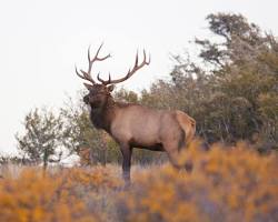 Image of Rocky Mountain Elk