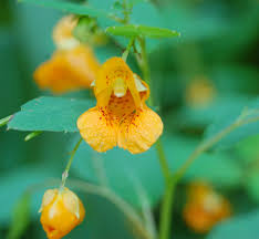 Image result for jewelweed