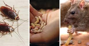 Exterminators called out to North Wales hospitals up to 10 ...