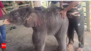 Baby elephant rescued from floodwaters after heartbreaking ...