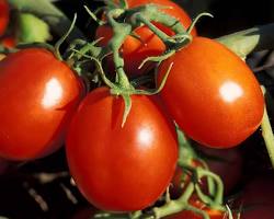 Image of Early Girl tomato