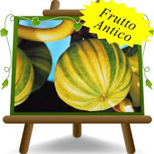 Risultati immagini per fico brogiotto