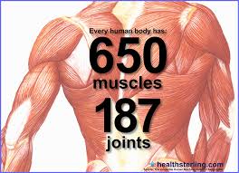 Image result for muscles of the human body