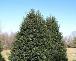 Image of American Holly tree