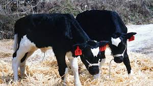 Over 60 Calves Stolen from Ohio Farm: An Investigation